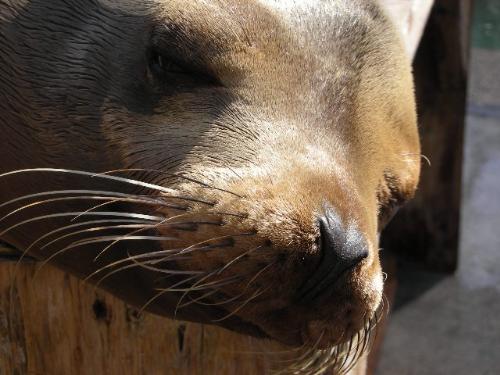 Close Up of Sea Lion Whiskers - Whiskers of a sea lion