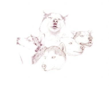 Red Howling Huskies - Pretty picture of 4 howling huskies.