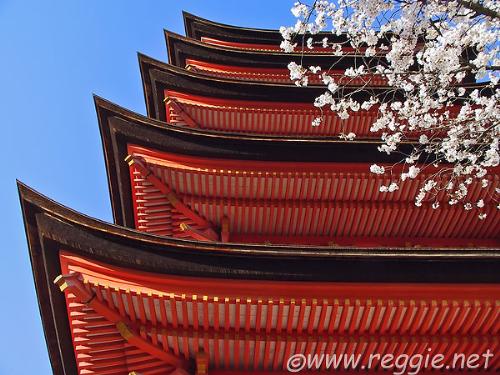 Pagoda and Cherry Blossoms - A pretty picture.