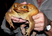 Huge toad - Found in Australia