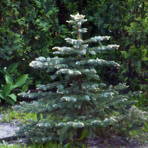 healthy tree - beautiful, healthy tree