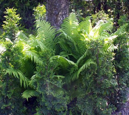 nice garden - nice garden with clean air