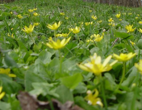 wild flowers - wild flowers with clean air