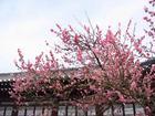 peach blossom - peach blossom in spring