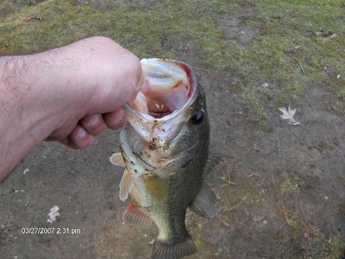 My bass - A picture of a bass I cought