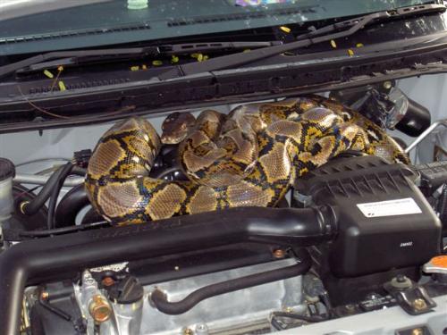 Snake is car engine bay - A huge snake was sleeping (I think it was) on the person's car inside of the engine bay.