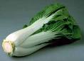 bok choy - the vege - this is used in the preparation of asian crockpot steak bok choy - the vege - this is used in the preparation of asian crockpot steak