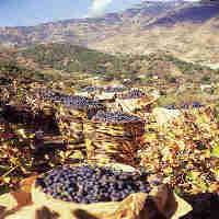 limassol - limassol grapes