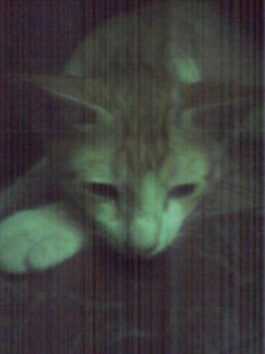 my cat - my cat seems like having a boring day :) i like this pic because it looks like a portrait of him to me :)