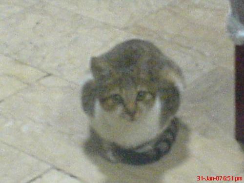 wuttta cute little cat - she's really cute... :) i love pets esp. cats and dogs