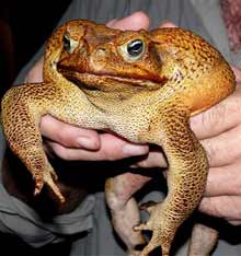 Huge Toad - Huge toad big as a football