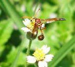 on the flower - I saw this bee, I think,which was very busy on the bloom.