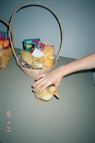 an easter basket - an easter basket with baby ducks