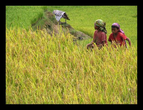 Well deserved break - This photo was taken on a trekking - or raher a pleasant all-day walk - through the rice paddies from Batutumonga high in the hills above Rantepao to a small village, the name of which I don't remember.  Before sitting down for a short break, these boys picked rice from one of the fields - all done by hand, naturally. Due to the expenses connected to cultivating the land with machines and rugged landscape, everything in these hills (as well as on most of the plains as well) is done by hand. Water buffaloes are used for ploughing and the rest of the tedious rice growing business is done manually. Now that's what I call hard work. Children start to help out at a very early age and still manage not to lose their smile.