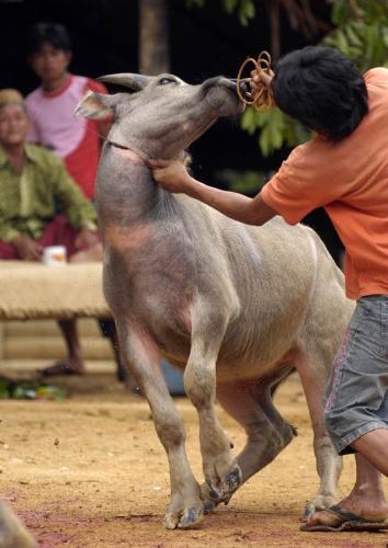 Toraja Buffalo Sacrifice - Tana Toraja deep in the mountains of South Sulawesi is a beautiful place known for its unique culture and ancient traditions. The funerals are the most spectacular and important of Torajan rituals. They are held often months or even years after death, once the family has accumulated enough wealth to ensure a great send off for the deceased.  Torajans believe the deceased will need all the requisites of everyday life in the hereafter just like when he or she was alive in this world.  Funerals in Toraja (at which any guests are most welcome) are really festivals lasting a number of days and involve much feasting and entertainment. Animal sacrifices - of pigs and particularly of highly valued buffaloes, are made to feed the hundreds of guests and also to ensure life in the afterlife and good fortune for the survivors. At large funerals for dignitaries, dozens of animals may be sacrificed.  I am sorry if this is a little gruesome for some tastes - but such sacrifices are right at the centre of a very rich culture.