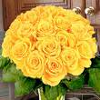 yellow roses - yellow roses