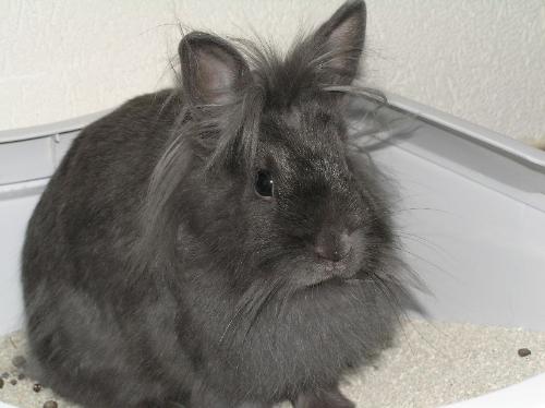 Marilyn - My beautiful lion head rabbit.