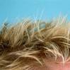 hair - Here's a person's hair. Having cool blonde sort of. hair - Here's a person's hair. Having cool blonde sort of.