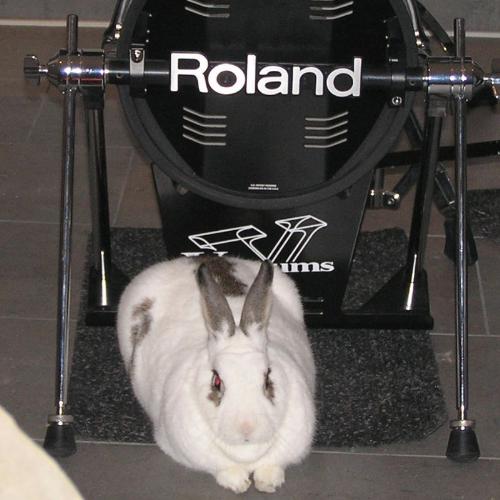 Rock Star Shnuggles - My rabbit again