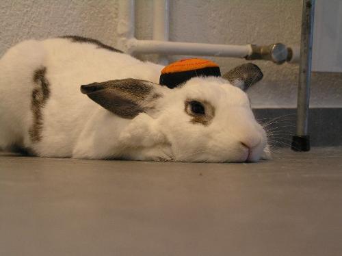 Rabbit Hats - Here is my Shnuggles wearing a kelloggs cereal hat. :-D