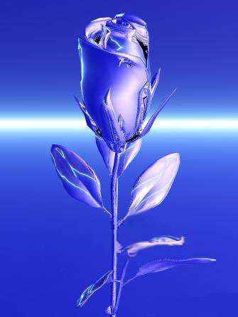 rose  - blu rose for u