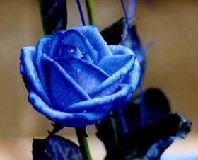 rose blu 45 - blurose r so nice
