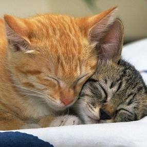 cats - cats love ..so sweet