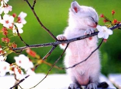 waith cat - w cat on the tree