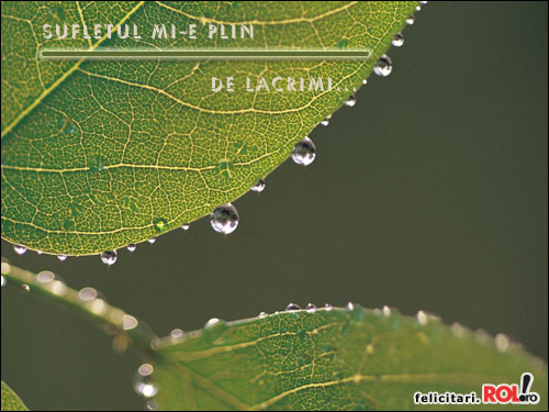 lacrimi - lacrimi de pe frunze