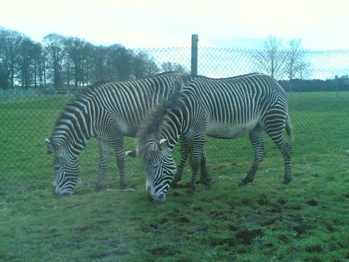Zebra - This is a photo that i took whilst i was at Woburn Safari Park.