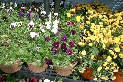 flowers - flowers grown in the pots