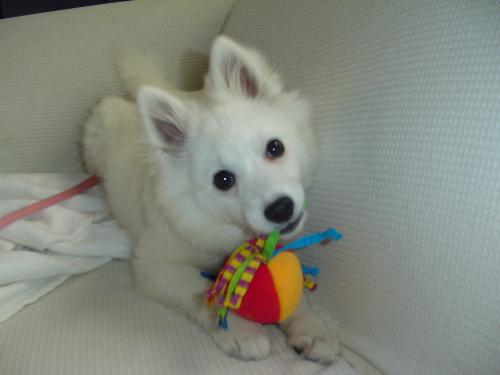 my little puppy - This is my little girl Abby. She's about 6 months in this photo. She loves playing with all her toys, which don't live past about 5 minutes.