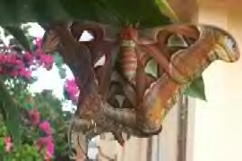 kupu-kupu barong - a rare butterfly of bali