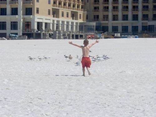 a day at the beach - this is my four year old son chasing the birds at clearwater beach.....something about it is just unique