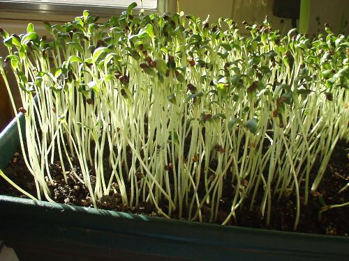spouts - musturd sprouts grown in kichen