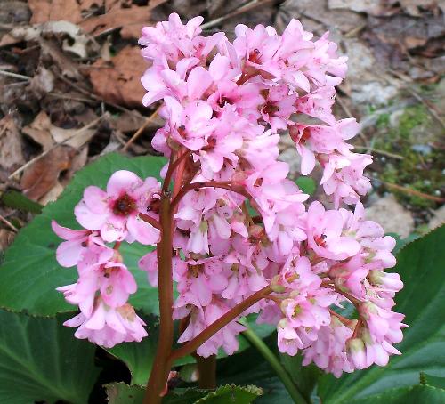 pretty folower in bloom - this flower can be found in my yard it is nin fool bloom on march 26/07