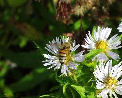 aster - aster