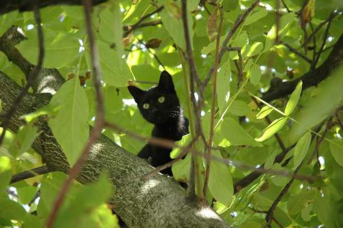 Tree Cat - aww