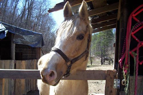 dusty - this is dusty one of four of my horses