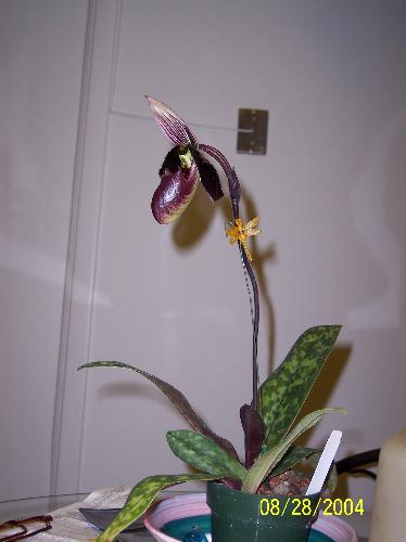 Flowers - This is an Orchid that my friend is growing in her home.