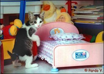 I love cats - cats