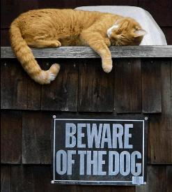 cats 2 - cats2