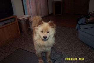 Mo - My weird dog Mo - My weird dog