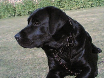 dogs - labrador dogs cuite