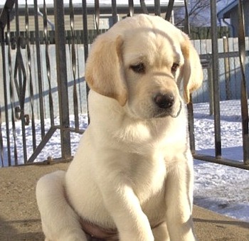 labrador dog - dogs