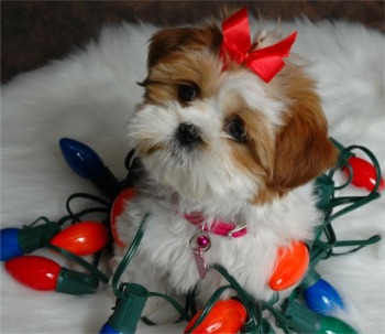 dogs - i love dogs