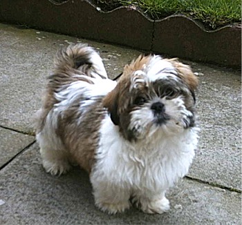 shihtzu - shihtzu dogs