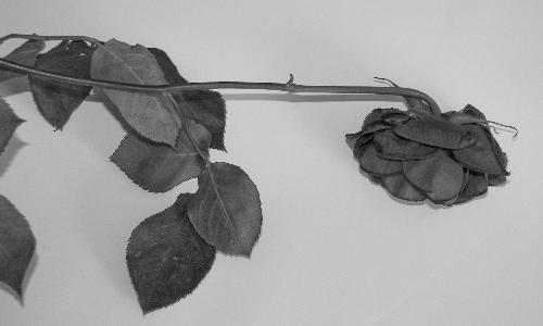 Wilted in Black and White - A lonely wilted rose Wilted in Black and White - A lonely wilted rose