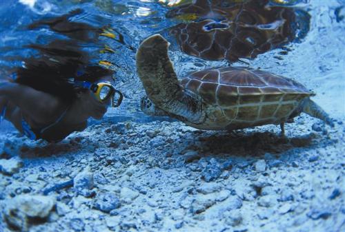 Hi Ninja! - This is a paradise where you can actually swim with a turle that age more than 499 years old