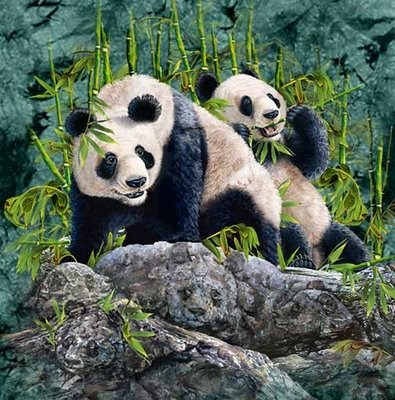 How many panda faces do u see??? - there are two pandas in the photo, but how many faces of panda do u see???